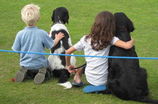 Fun Dog Show at Wisborough Green Fete