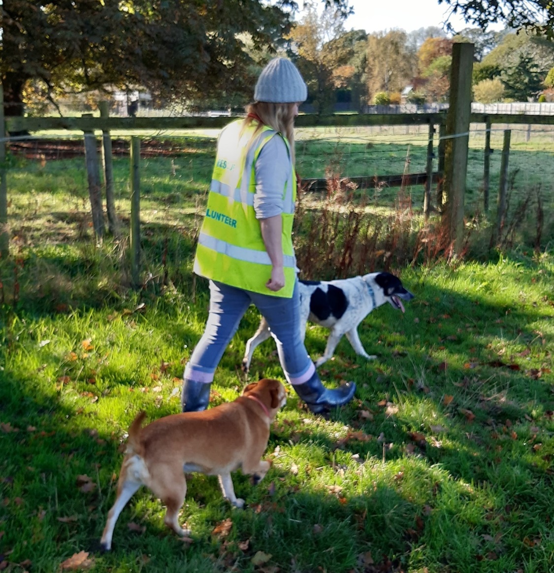 Volunteer takes dogs for a walk at Holbrook rescue centre near Horsham