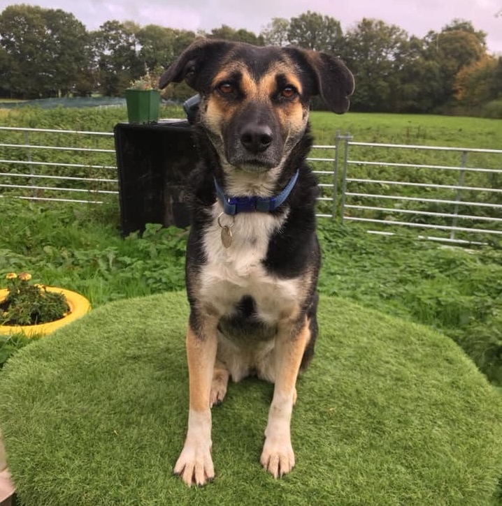 A rescued dog wanting a new home at Holbrook Animal Rescue Centre near Horsham