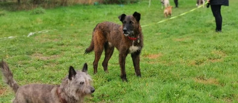 Dogs out on a walk at Holbrook Animal Rescue Centre near Horsham