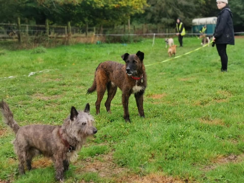 Billy's on the Road adopts Holbrook Animal Rescue Centre near Horsham