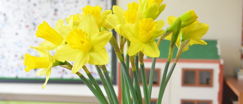 Daffodils at Billy's